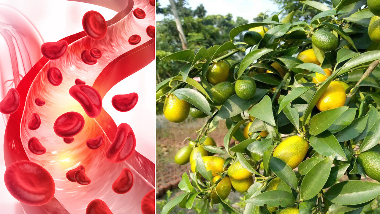 রক্তে জমা বিষাক্ত উপাদান কমাবে ঘরোয়া ৫ খাবার