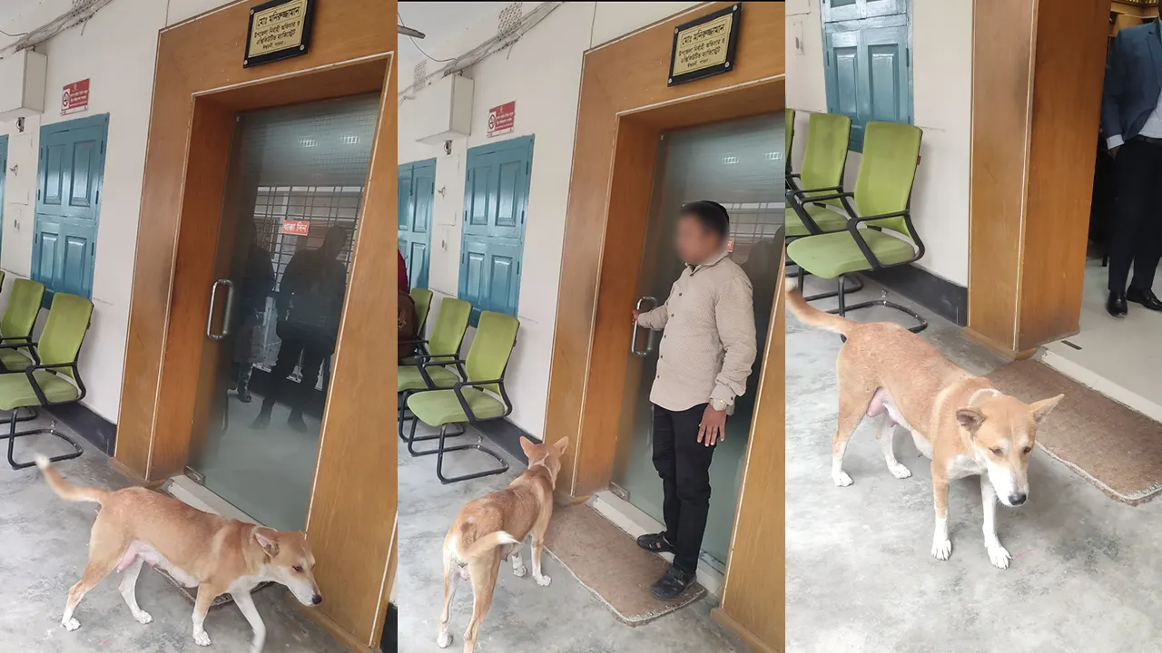 ৮ কুকুরছানা হত্যায় মামলা প্রস্তুতি, বাসভবন ছাড়লেন অভিযুক্ত কর্মকর্তা